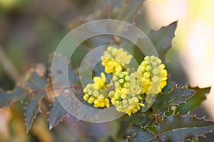 California barberry Mahonia pinnata with yellow flowers photo
